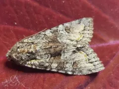 Western Apamea Moth thumbnail 3