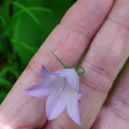 western harebell
