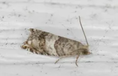 Rhopobota finitimana thumbnail 4