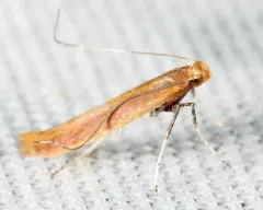 Caloptilia flavella thumbnail 2