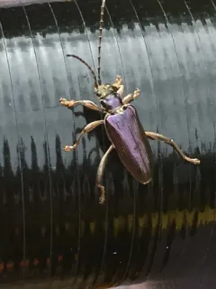 Palm-footed pond lily leaf beetle thumbnail 3