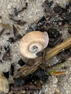 Rough Ramshorn thumbnail 2