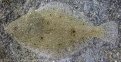 Butter Sole thumbnail 4