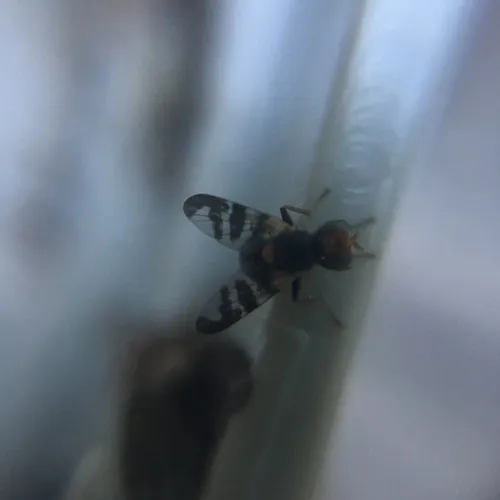 Cherry fruit fly