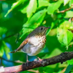 Gray-cheeked Thrush thumbnail 3