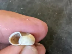 Two-ridged Ramshorn thumbnail 1