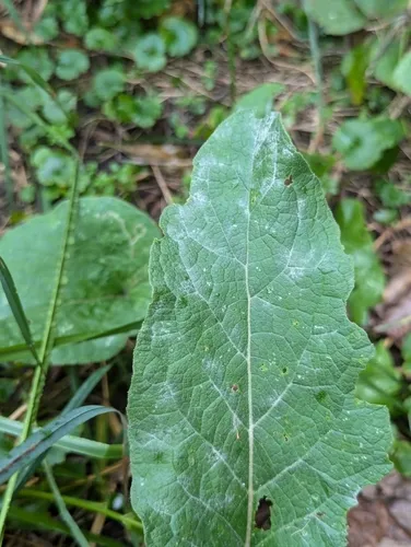 burdock mildew