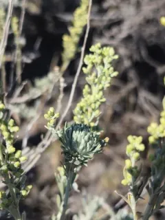 Leafy Bud Gall Midge thumbnail 3