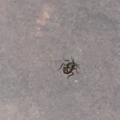 Microvelia americana thumbnail 3