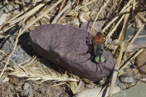 Tachytes fulviventris