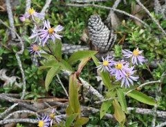 purple wood aster thumbnail 4