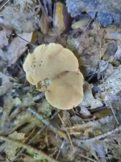 Pseudofistulina radicata thumbnail 3