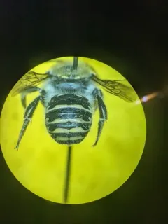 Anthidium clypeodentatum thumbnail 4