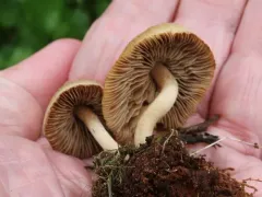 Inocybe moravica thumbnail 3
