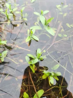 Threestamen Waterwort thumbnail 2