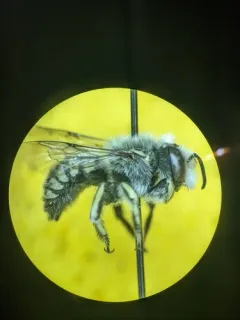 Emarginated Carder Bee thumbnail 2