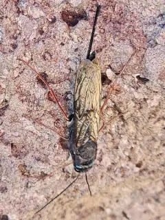 Sirex longicauda thumbnail 2