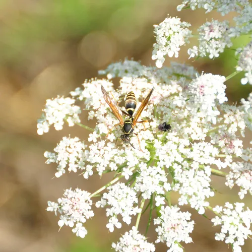 Northern Paper Wasp