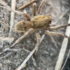 Missouri Burrowing Wolf Spider thumbnail 2