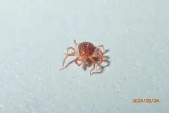 Anystis baccarum thumbnail 3