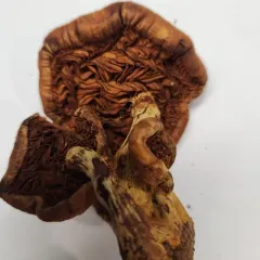 Gymnopilus subspectabilis thumbnail 4