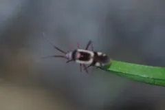 Spotted Spurge Mirid thumbnail 3