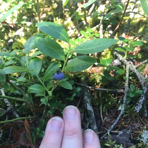 lowbush blueberry
