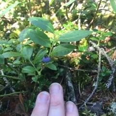lowbush blueberry thumbnail 1