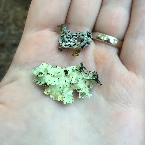 common greenshield lichen
