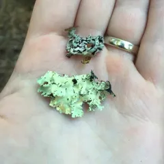 common greenshield lichen thumbnail 1