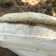 Painted Harvestman thumbnail 1