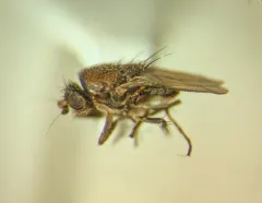 Coproica ferruginata thumbnail 3