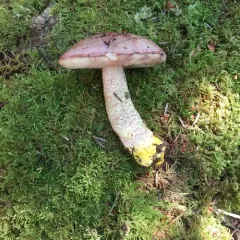 Chrome-footed Bolete thumbnail 2