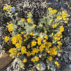 Spiny Goldenweed thumbnail 3