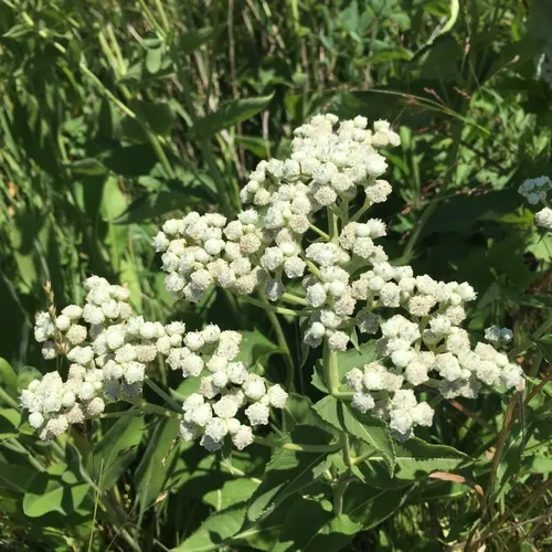 wild quinine