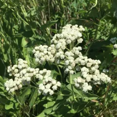 wild quinine thumbnail 1
