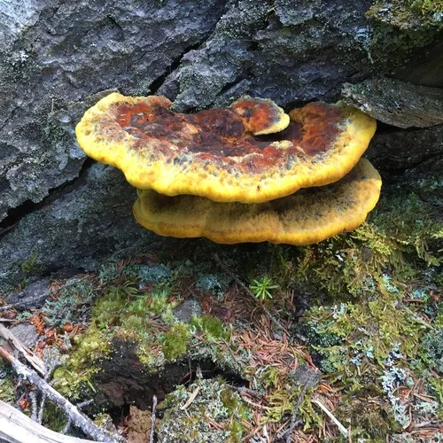 Dyer's Polypore