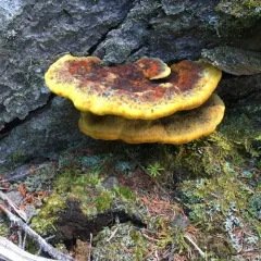 Dyer's Polypore thumbnail 1