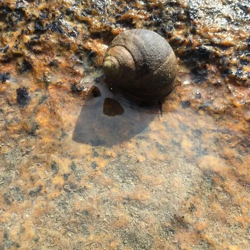 Common Periwinkle