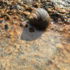 Common Periwinkle thumbnail 1