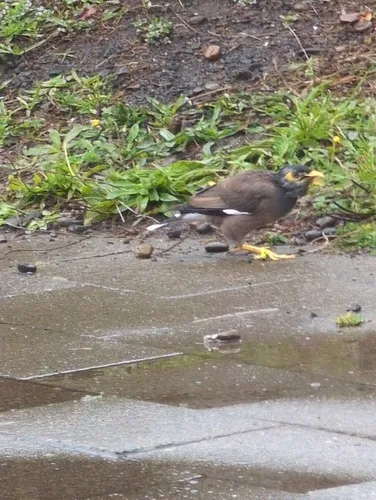 Common Myna