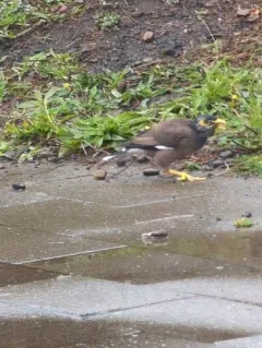 Common Myna thumbnail 1