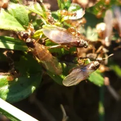 Turfgrass Ant thumbnail 1