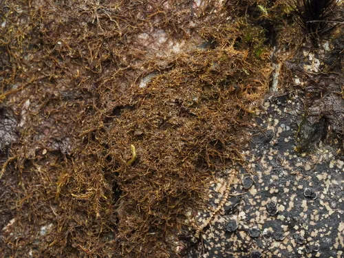 Horsehair Threadwort