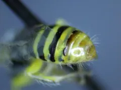 Perdita oregonensis thumbnail 3