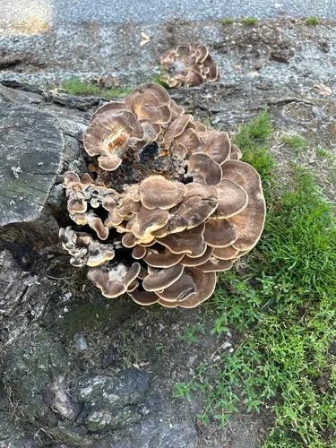 Giant Polypore