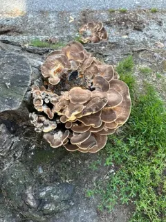 Giant Polypore thumbnail 1