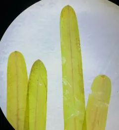 Bluntleaf Pondweed thumbnail 4