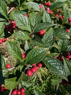Bullate Cotoneaster thumbnail 4