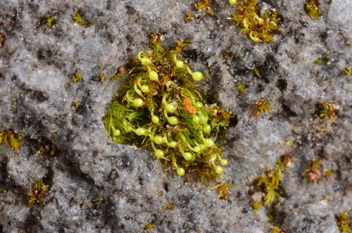 Olympic Brachydontium Moss